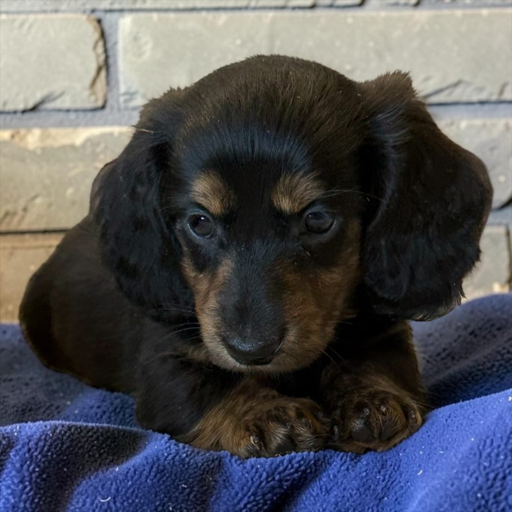 Chiot teckel à poil long noir et feu bringé