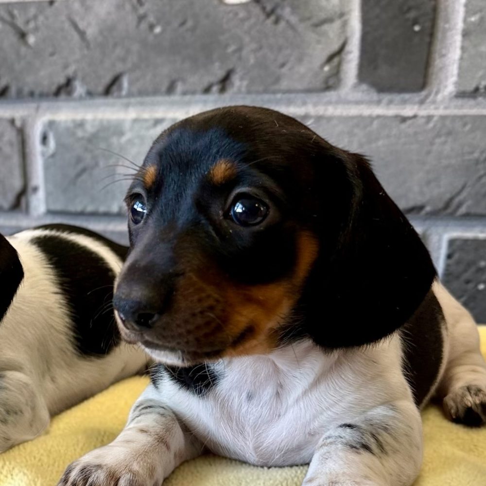 Chiot teckel à poil court piebald noir, blanc et feu, femelle