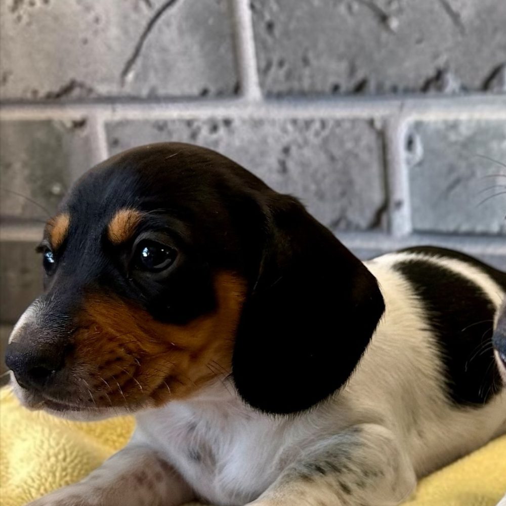 Chiot teckel à poil court piebald noir, blanc et feu, mâle